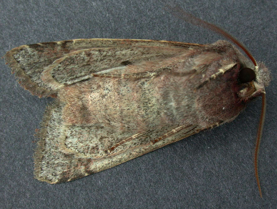 Слика од Orthosia incerta Hufnagel 1767