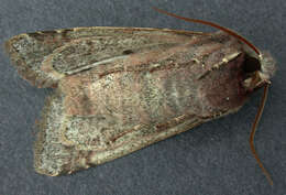 Слика од Orthosia incerta Hufnagel 1767