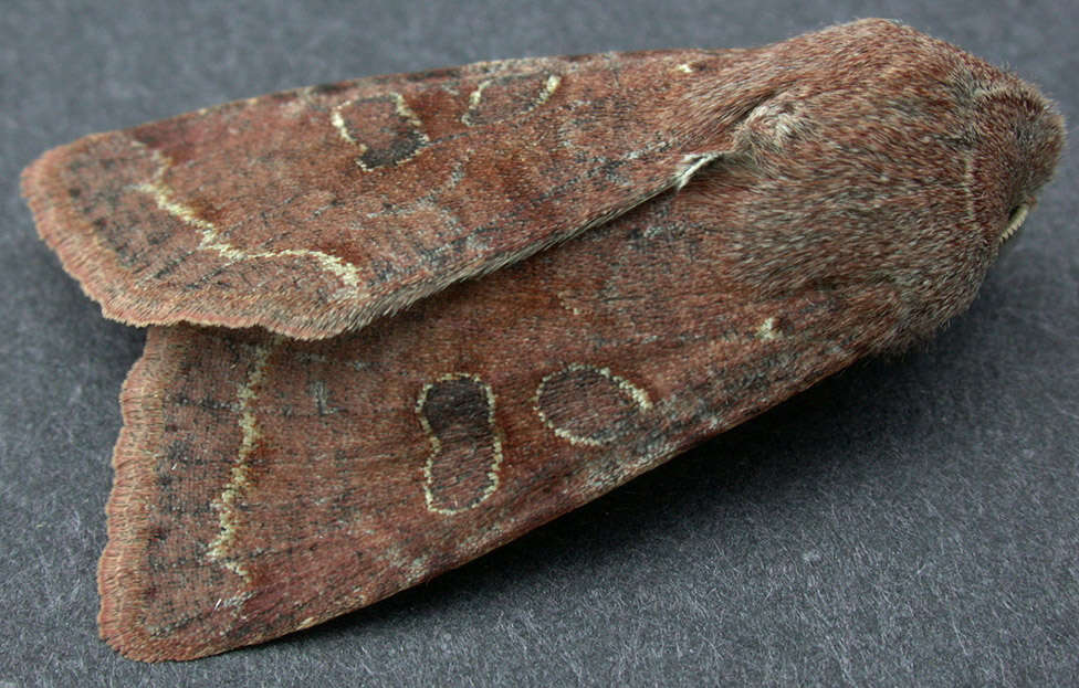 Слика од Orthosia incerta Hufnagel 1767