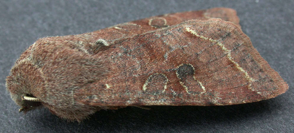 Слика од Orthosia incerta Hufnagel 1767