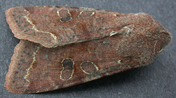 Слика од Orthosia incerta Hufnagel 1767