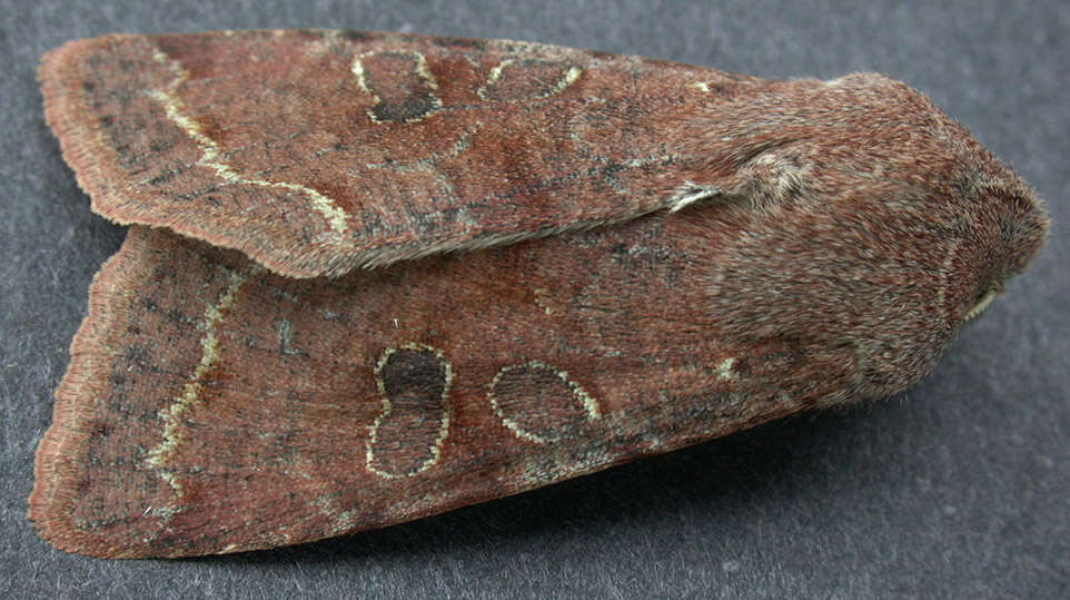 Слика од Orthosia incerta Hufnagel 1767