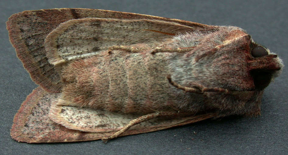 Слика од Orthosia incerta Hufnagel 1767