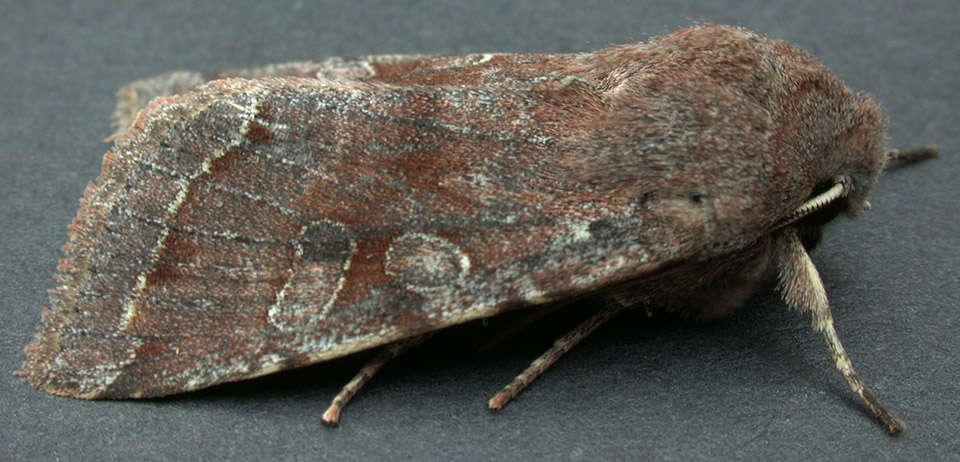 Слика од Orthosia incerta Hufnagel 1767