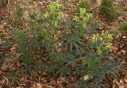 Image of Stinking Hellebore