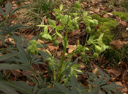 Image of Stinking Hellebore