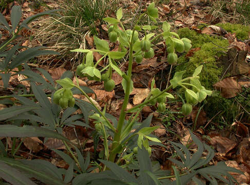 Image of Stinking Hellebore