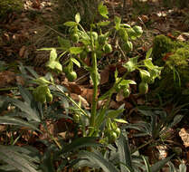 Image of Stinking Hellebore