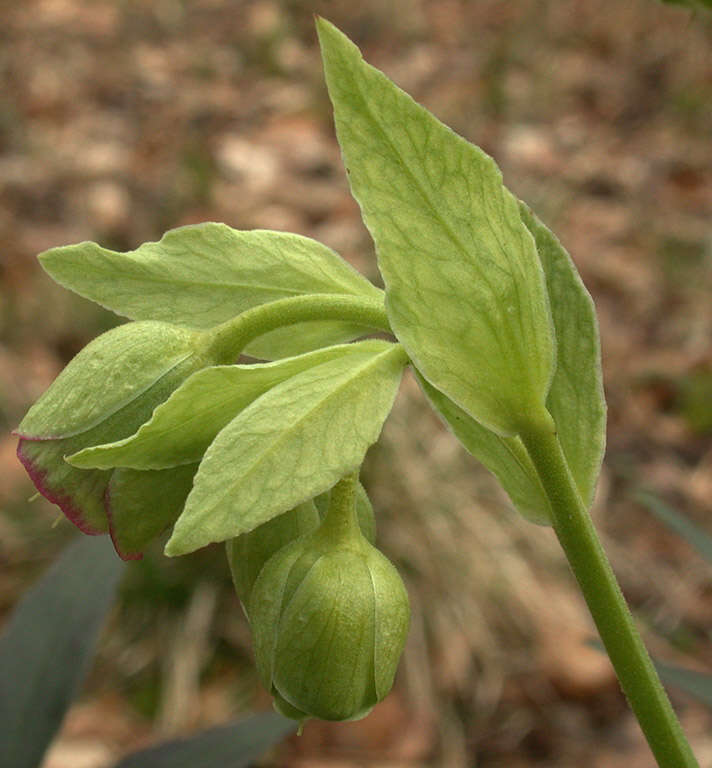 Image of Stinking Hellebore