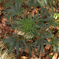 Image of Stinking Hellebore