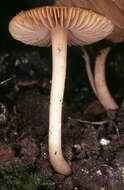 صورة Inocybe hirtella Bres. 1884