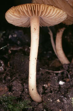 صورة Inocybe hirtella Bres. 1884