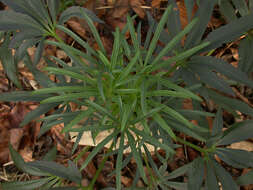 Image of Stinking Hellebore