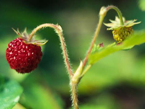 Image of woodland strawberry