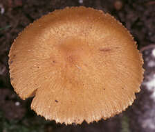 صورة Inocybe hirtella Bres. 1884