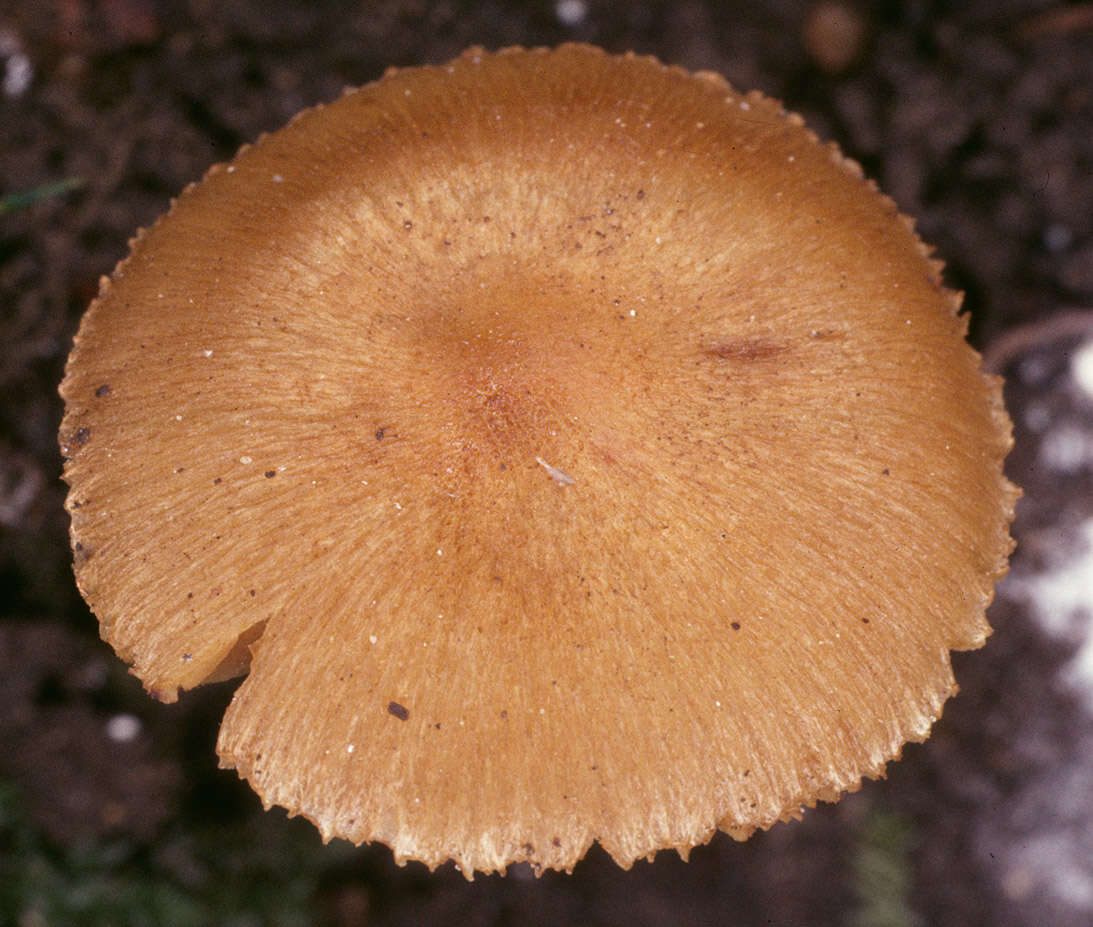 صورة Inocybe hirtella Bres. 1884