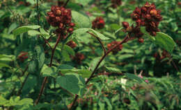 Image of Japanese wineberry