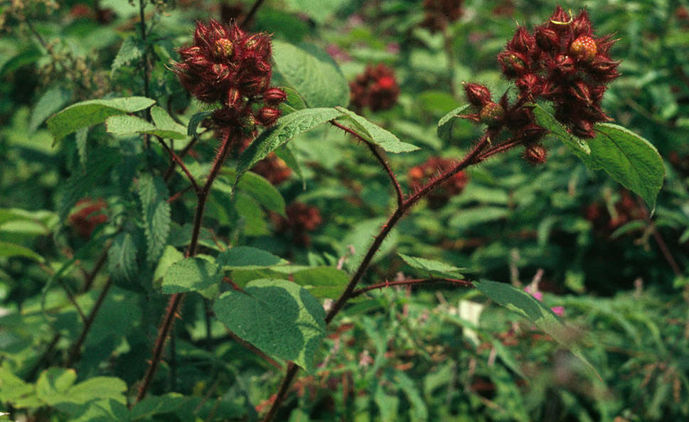 Image of Japanese wineberry