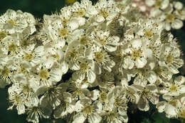 Image of Common Hawthorn