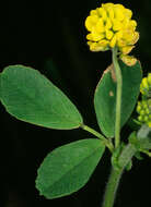 Image of black medick