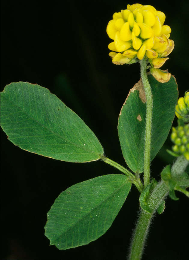 Image of black medick