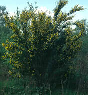 Image of Scotch broom