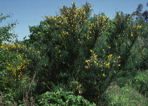 Image of Scotch broom