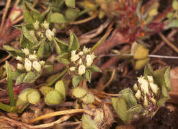 Image of Rough Clover