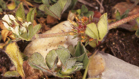 Image of Rough Clover