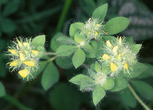 Imagem de Lotus pedunculatus Cav.