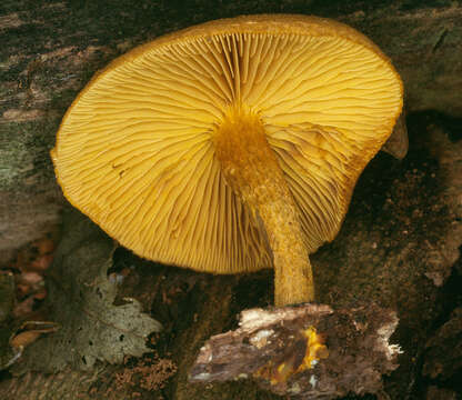 Image of Pholiota tuberculosa (Schaeff.) P. Kumm. 1871