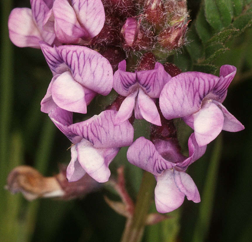 Image of bush vetch