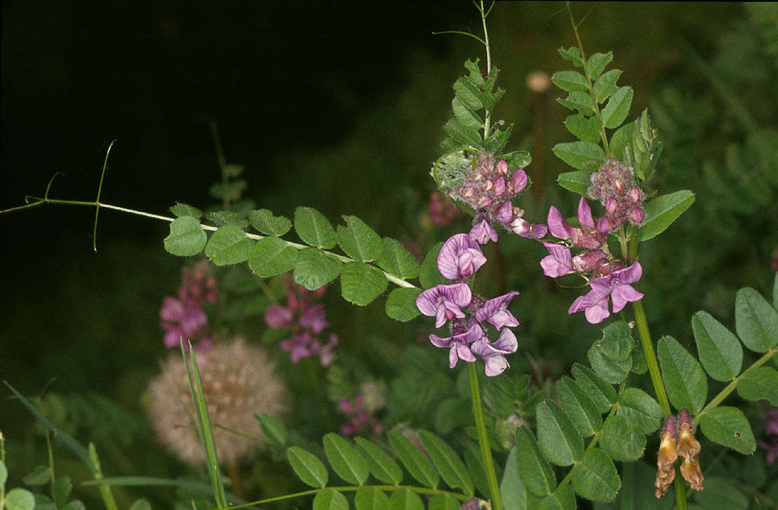 Image of bush vetch