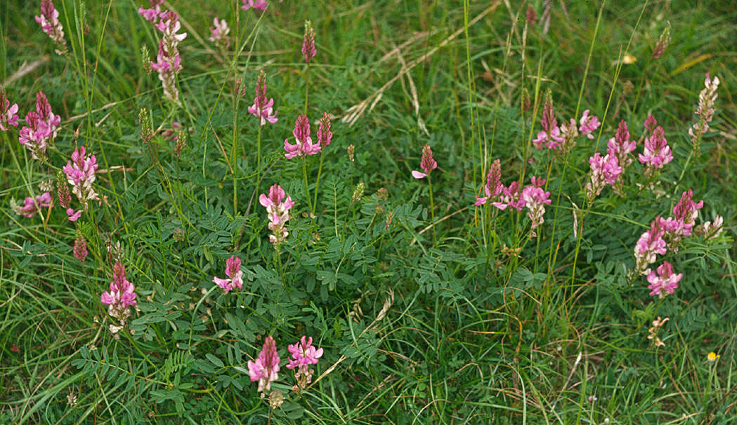 Plancia ëd Onobrychis viciifolia Scop.