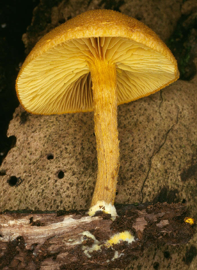 Image of Pholiota tuberculosa (Schaeff.) P. Kumm. 1871
