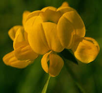 Imagem de Lotus corniculatus L.