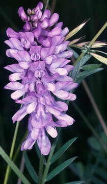 Image of bird vetch