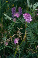 Image of bird vetch