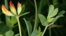 Imagem de Lotus corniculatus L.