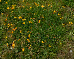 Imagem de Lotus corniculatus L.