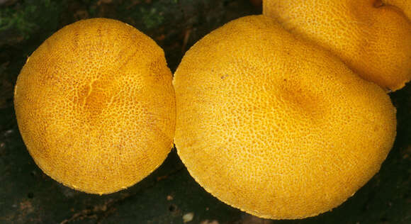 Image of Pholiota tuberculosa (Schaeff.) P. Kumm. 1871