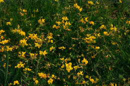 Imagem de Lotus corniculatus L.