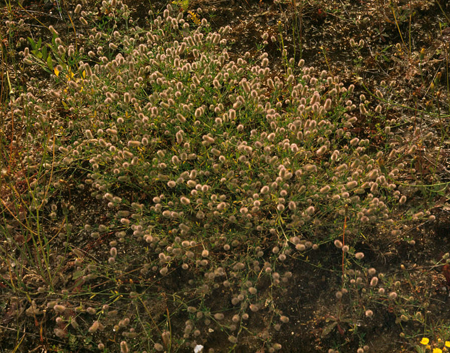 Image of Hare's-foot Clover