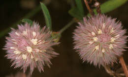 Image of Hare's-foot Clover