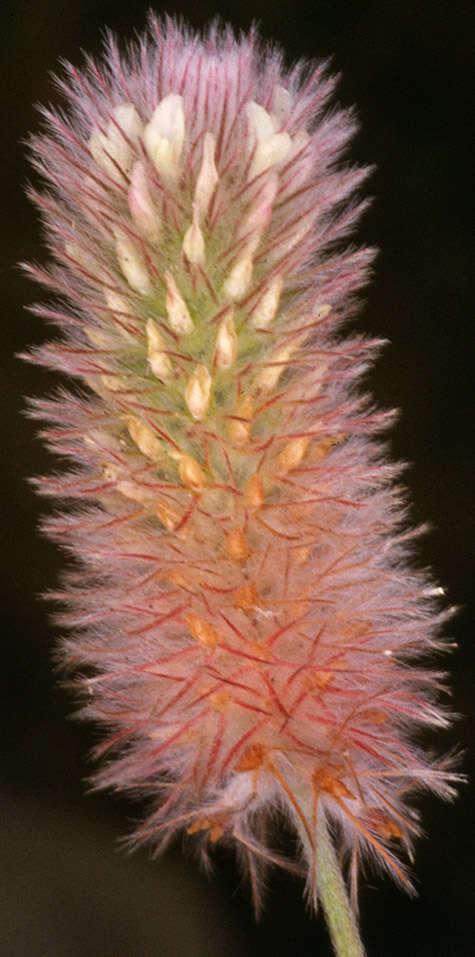 Image of Hare's-foot Clover