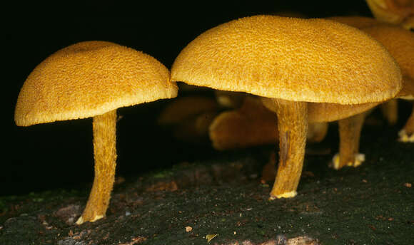 Pholiota tuberculosa (Schaeff.) P. Kumm. 1871 resmi