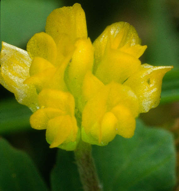 Image of Lesser Hop Trefoil