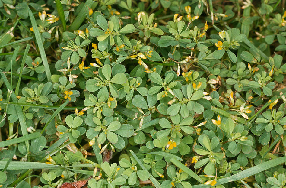 Image of slender hop clover