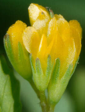 Image of slender hop clover