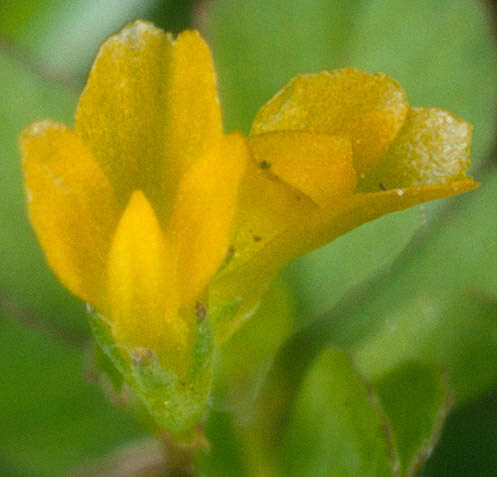 Image of slender hop clover